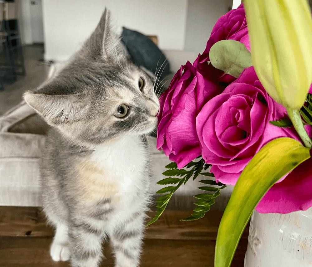 Baby Quinn figuring out what a flower is